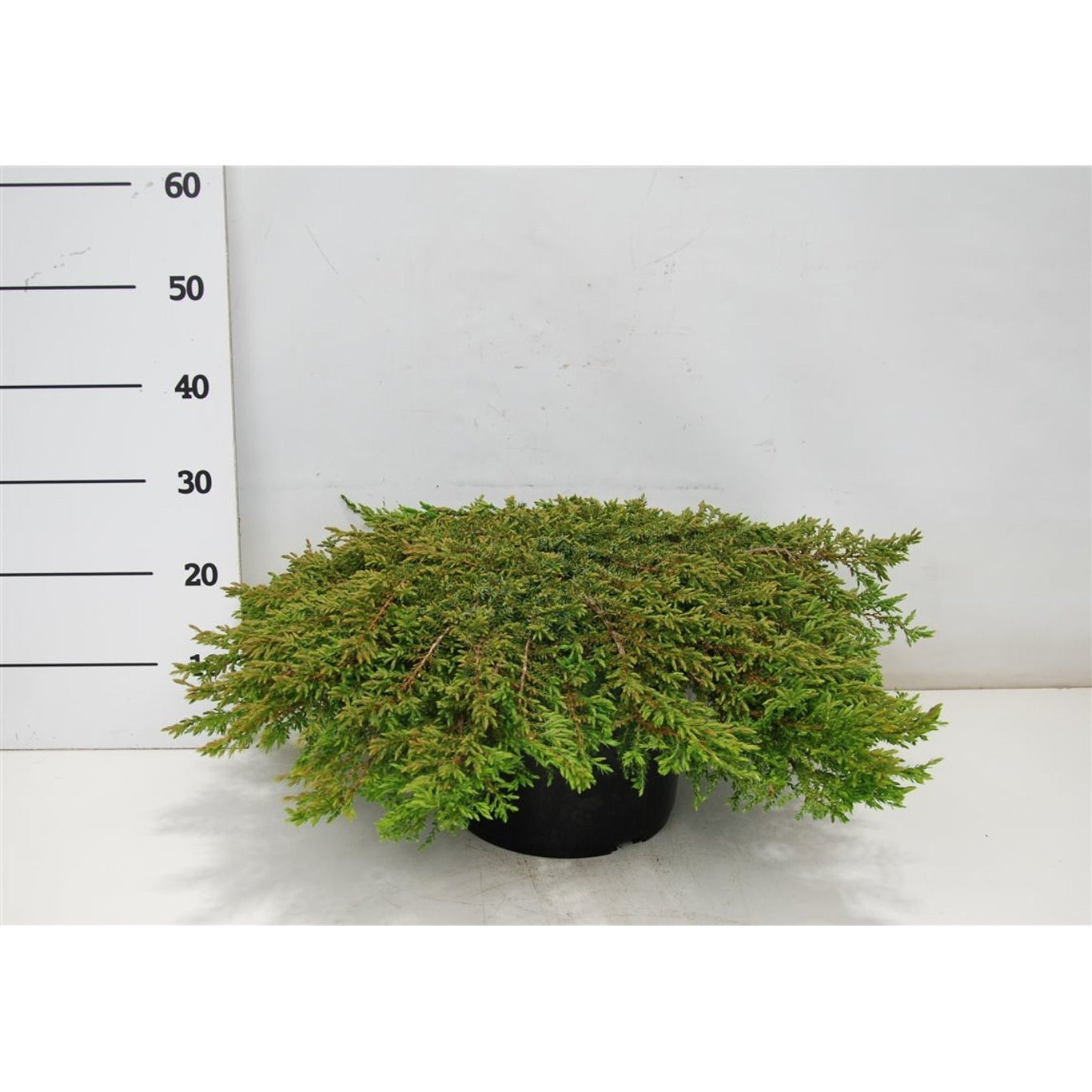 En – Juniperus communis 'Green Carpet' - C12 60-70 cm.